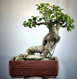 Bồ đề bonsai mini già đẹp