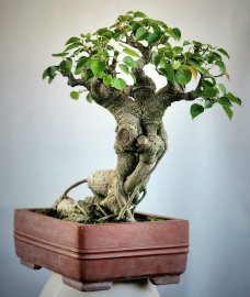 Bồ đề bonsai mini già đẹp