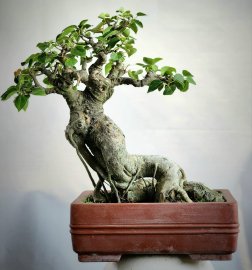 Bồ đề bonsai mini già đẹp
