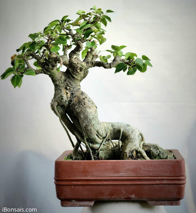 Bồ đề bonsai mini già đẹp