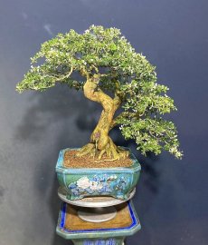 Linh sam trắng hồng