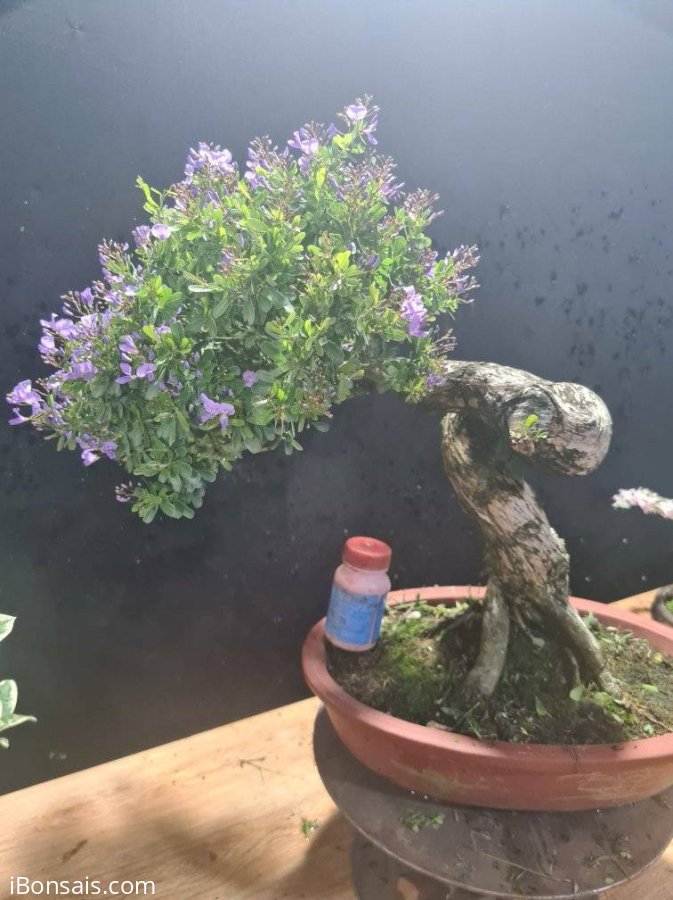 Linh sam siêu hoa rin quá trời hoa