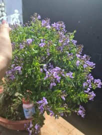 Linh sam siêu hoa rin quá trời hoa