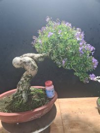 Linh sam siêu hoa rin quá trời hoa