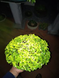 Tác phẩm mai chiếu thủy lá trung