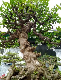 Mai chiếu thủy nu gò công