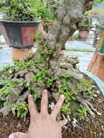Mai chiếu thủy nu gò công
