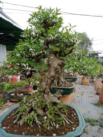 Mai chiếu thủy nu gò công
