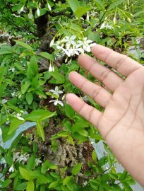 Mai chiếu thủy nu gò công