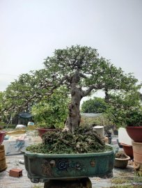 Mai chiếu thủy lá lớn cây già