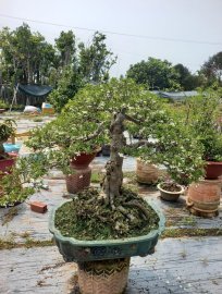 Mai chiếu thủy lá lớn cây già