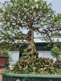Mai chiếu thủy lá lớn cây già
