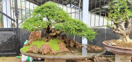 Me bonsai, 60 triệu anh em hợp nhãn alo em