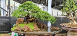 Me bonsai, 60 triệu anh em hợp nhãn alo em