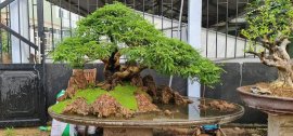 Me bonsai, 60 triệu anh em hợp nhãn alo em