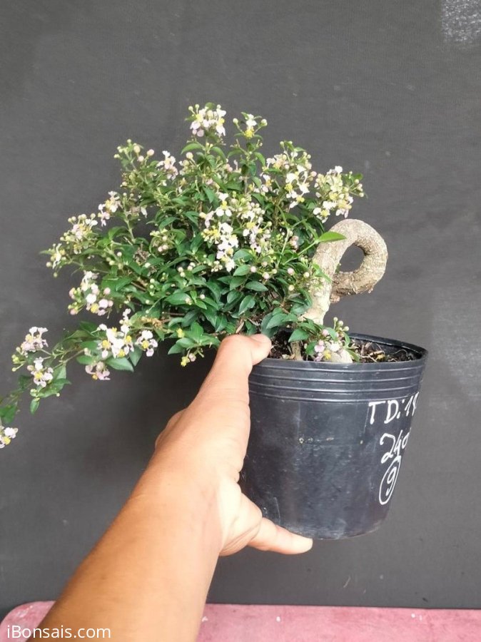 Hồng ngọc mai gl 240k bao phí ạ