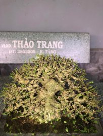 Mai chiếu thủy khoe xương