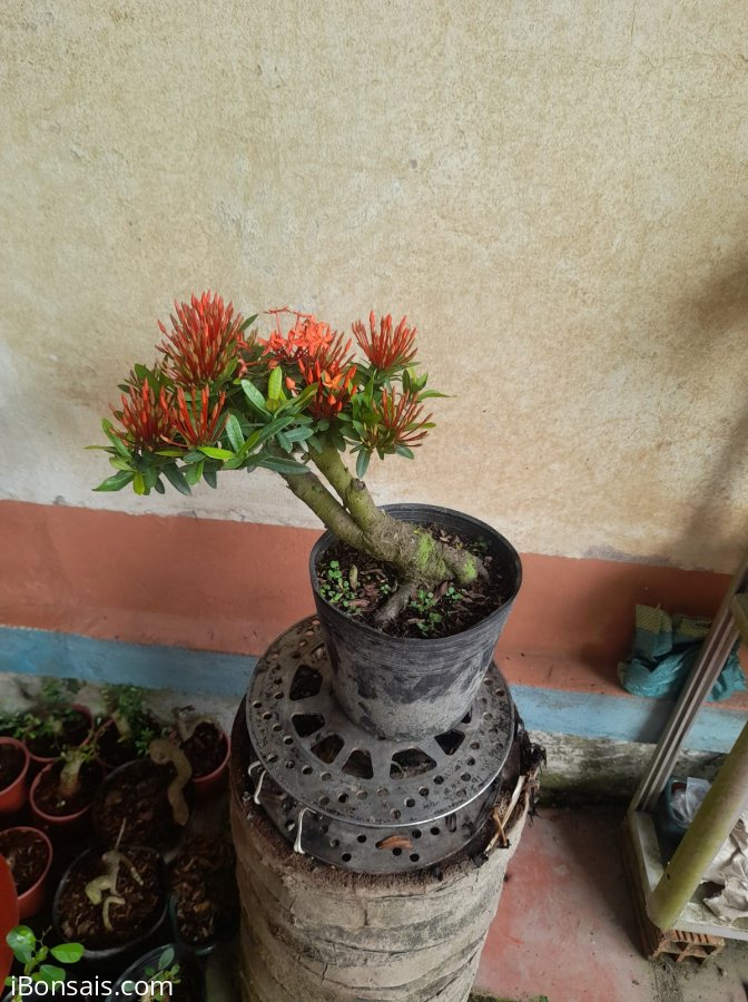 Trang đỏ 450k ae về thay chậu
