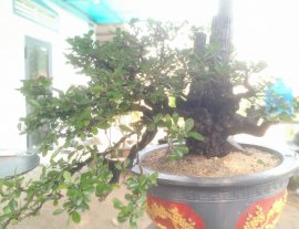 Cẩm thị tàn già