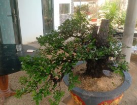 Cẩm thị tàn già