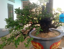 Cẩm thị tàn già