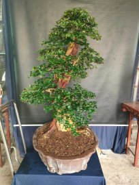 Trắc nghệ đẹp gl