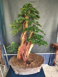 Trắc nghệ đẹp gl