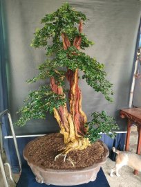 Trắc nghệ đẹp gl