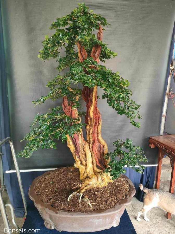 Trắc nghệ đẹp gl