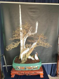 Sam ngọc khoe xương sau khi xuống lá.