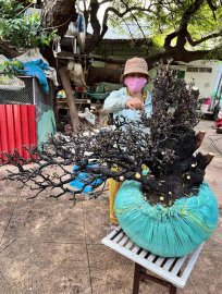 Cây cẩm già đã sống khoẻ