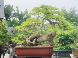 Cây đời mãi mãi xanh tươi!