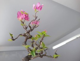 Hoa Giấy Xác Pháo zin đang hoa...
