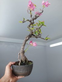 Hoa Giấy Xác Pháo zin đang hoa...