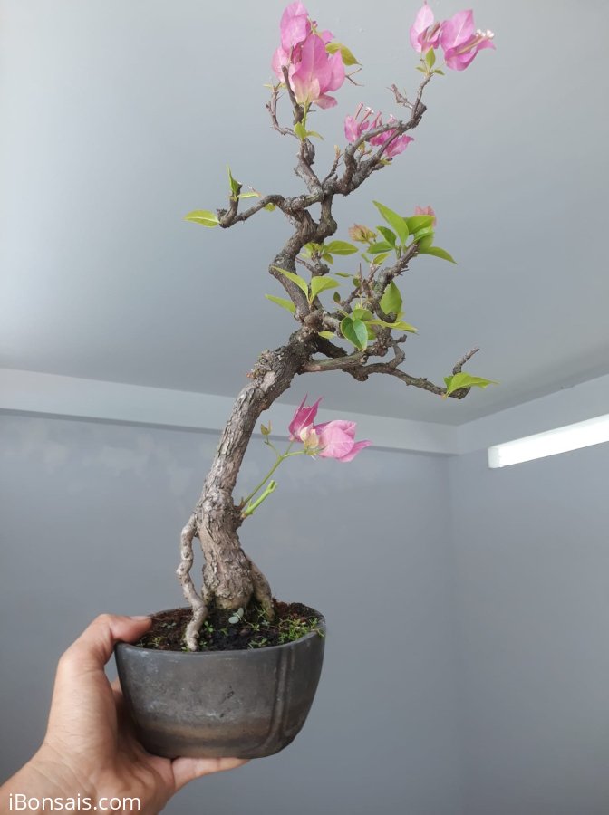 Hoa Giấy Xác Pháo zin đang hoa...