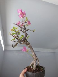 Hoa Giấy Xác Pháo zin đang hoa...
