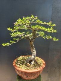 Linh sam vườn nhà chia sẻ gl với ae