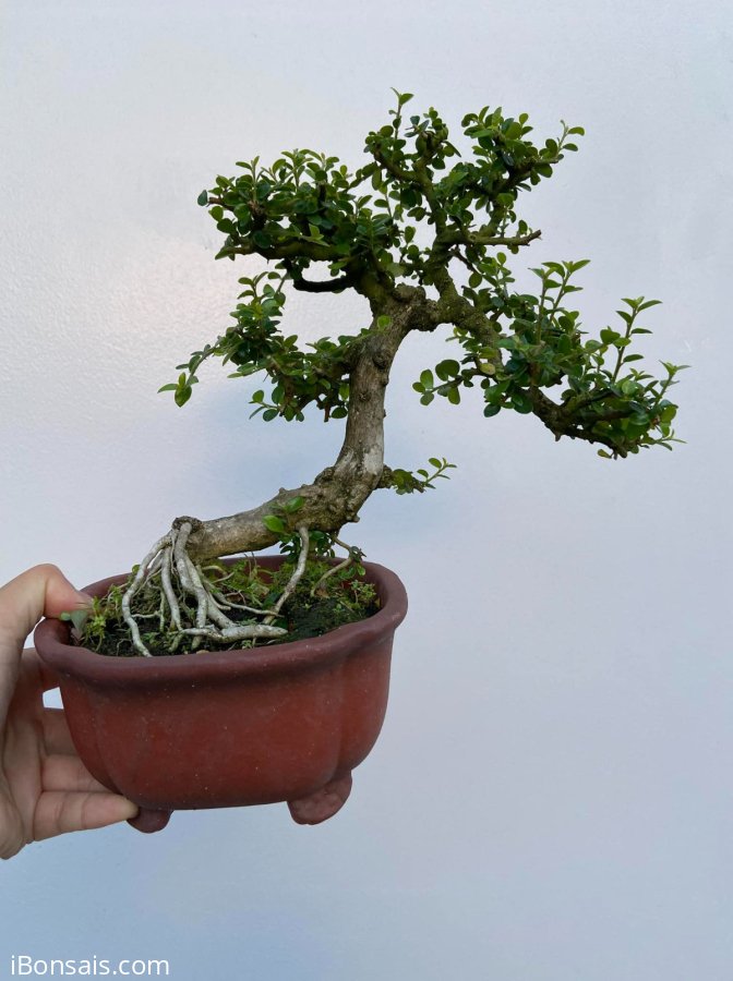 Sam núi giá mềm 500k chốt đơn