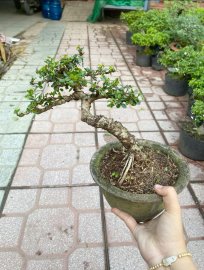 Sam trái mini giá mềm chia sẽ ace