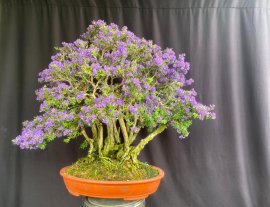Cụm linh sam 86 khoe sắc rực rỡ