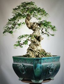 Mai chiếu thủy bonsai già bông kín