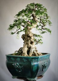 Mai chiếu thủy bonsai già bông kín