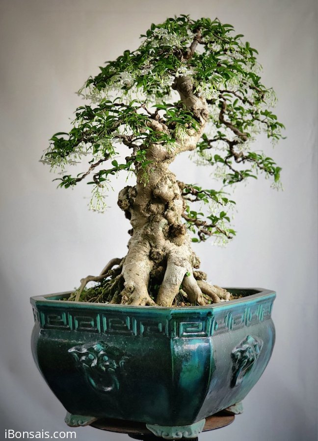 Mai chiếu thủy bonsai già bông kín