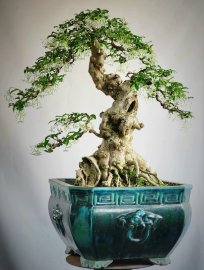 Mai chiếu thủy bonsai già bông kín