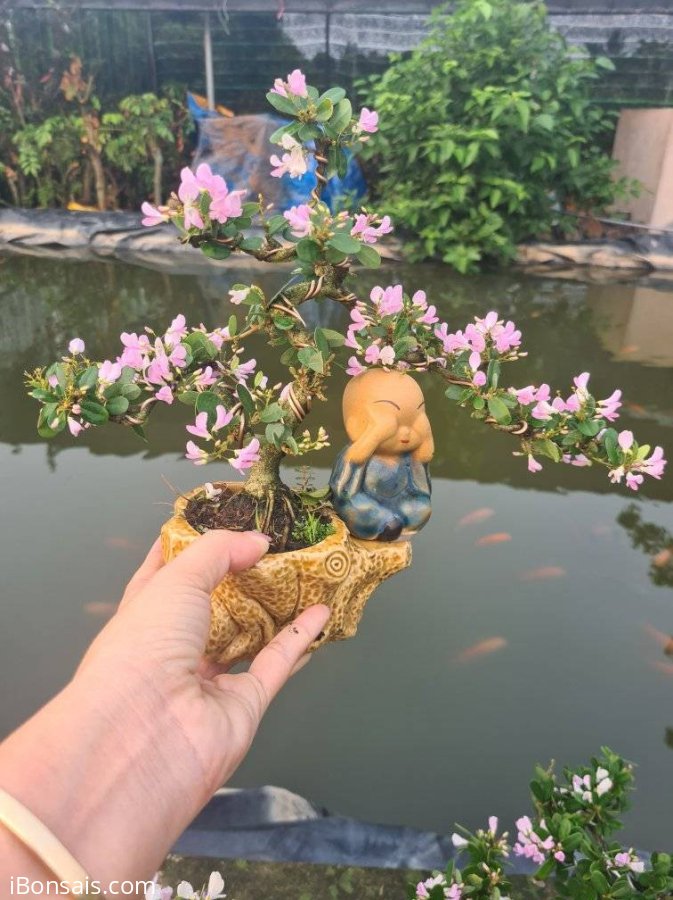 Tiểu cảnh linh sam hồng để bàn
