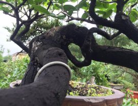 Thị lọ nồi dáng quốc tế...