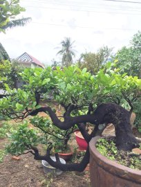Thị lọ nồi dáng quốc tế...