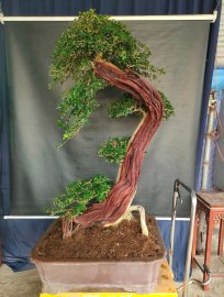 Cây trắc nghệ