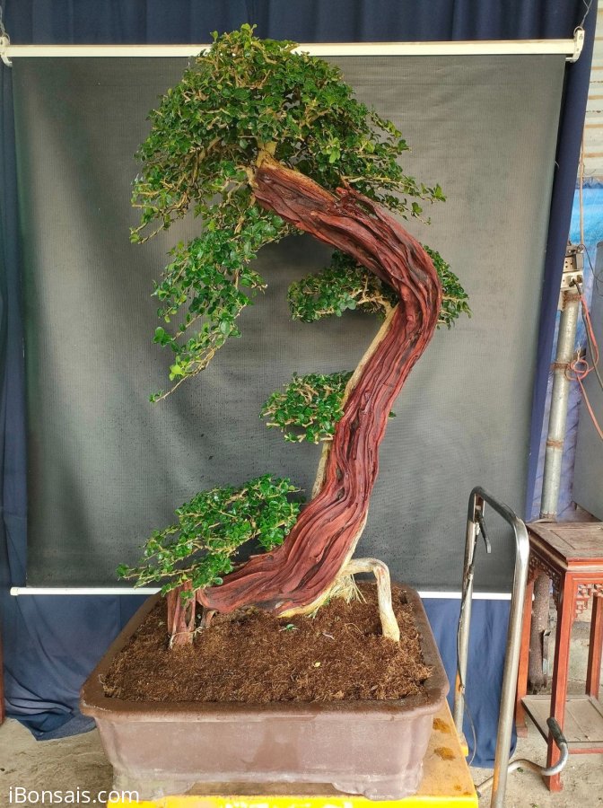 Cây trắc nghệ