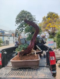 Cây trắc nghệ